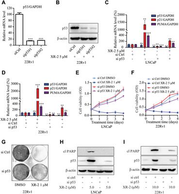 Novel MDM2 Inhibitor XR-2 Exerts Potent Anti-Tumor Efficacy and Overcomes Enzalutamide Resistance in Prostate Cancer